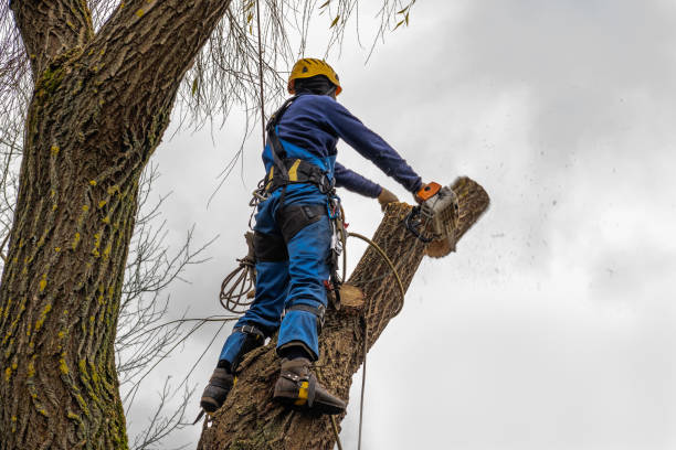 How Our Tree Care Process Works  in  Peoria, IL
